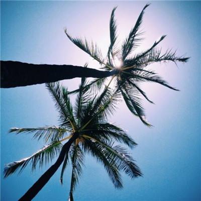 蚁族崛起测试版下载